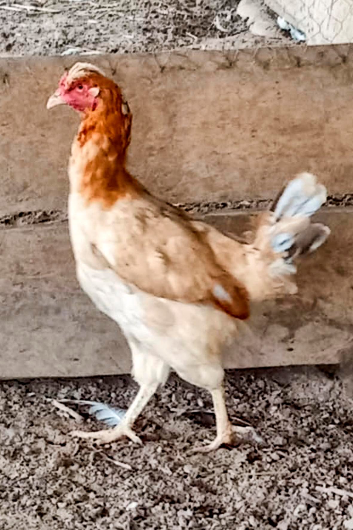 WhatsApp Image 2025-04-03 at 7.35.47 PM (1) copia.jpg